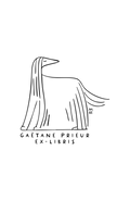 Lévrier afghan