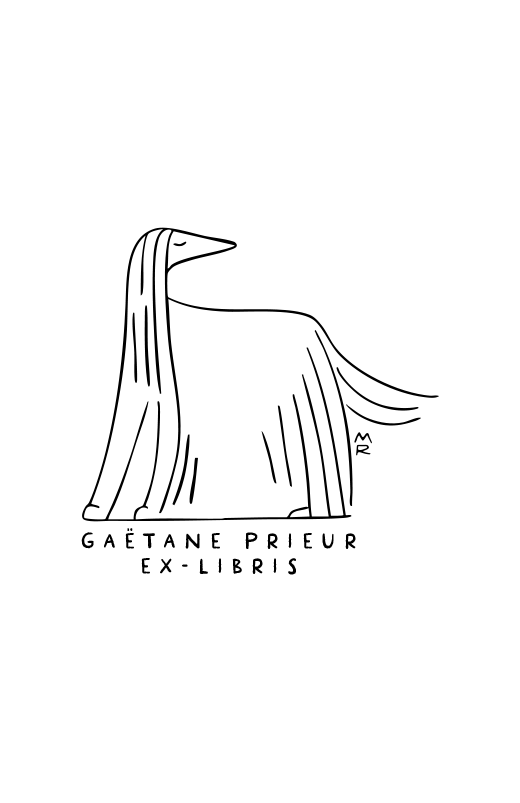 Lévrier afghan