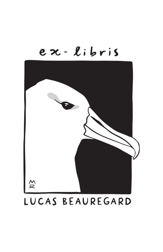 Albatros à Sourcils Noirs