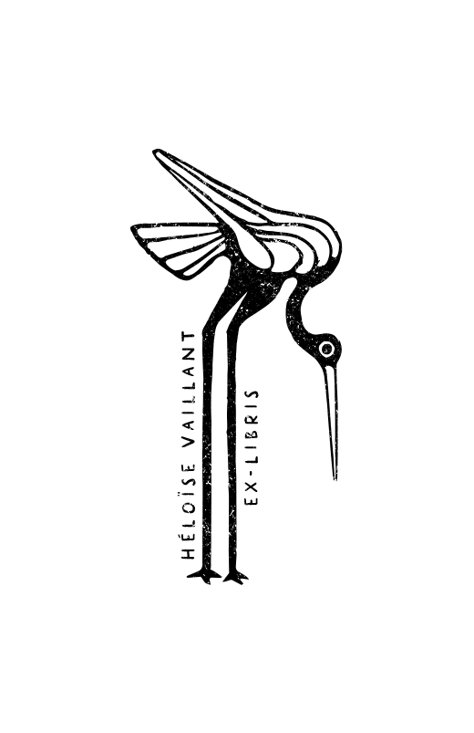 Curieux oiseau